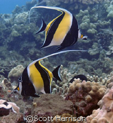 Pair of Moorish Idols.  Taken in Maui, Hawaii.  Nikon D100 by Scott Harrison 